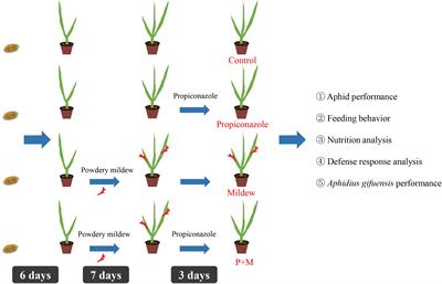 Infection of Powdery Mildew Reduces the Fitness of Grain Aphids (Sitobion avenae) Through Restricted Nutrition and Induced Defense Response in Wheat